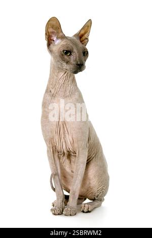 Don Sphyncat chat, isolé sur fond blanc Banque D'Images