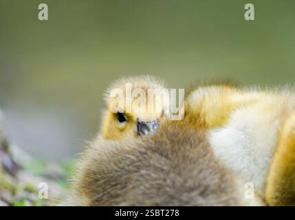 Gros plan sur les poussins d'oie du Canada. Jeunes oiseaux dans un environnement naturel. Banque D'Images