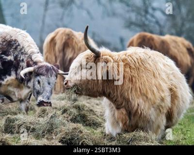Highland Cattle et English Longhorn vaches se nourrissant de foin sur le Beacon au-dessus de Loughborough, Leicestershire, Royaume-Uni. Banque D'Images