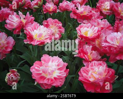 Énormes tulipes roses. Fleurs printanières. Bouquet de fleurs roses avec des centres jaunes. Banque D'Images