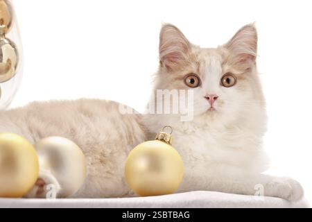 Chaton avec des décorations de Noël sur fond blanc Banque D'Images