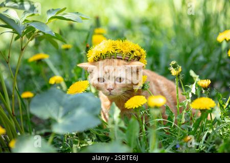 Un petit chaton de gingembre, couronné d'une couronne de fleurs de pissenlit, marche sur une pelouse avec des pissenlits Banque D'Images