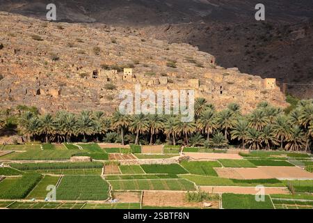 Le vieux village de Ghul, situé à 12 km à l'ouest d'Al Hamra et sur la route de Jebel Shams, Al Dakhiliyah, Oman, avec des plantations de dattes luxuriantes au premier plan Banque D'Images