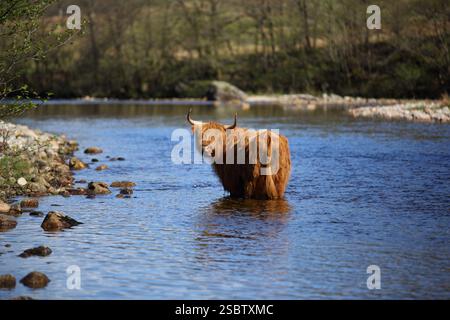 Highland Cow à Glen Nevis dans les Highlands écossais Banque D'Images