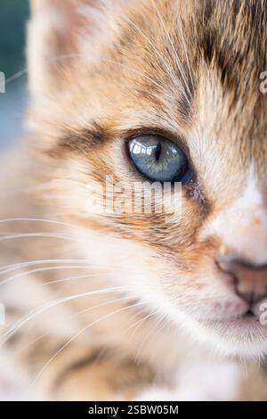 Chaton asiatique tabby (domestique) yeux bleus gros plan Banque D'Images