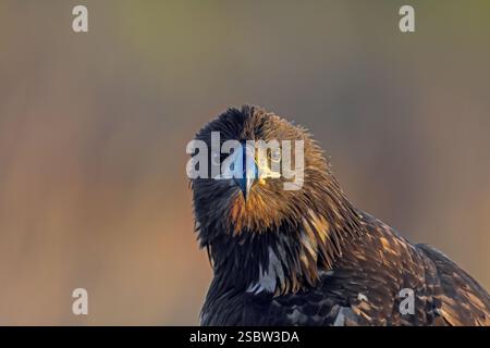 Aigle à queue blanche / Aigle de mer eurasien / erne (Haliaeetus albicilla) gros plan de juvénile Banque D'Images