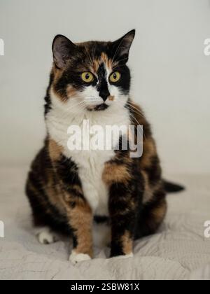Adorable chat calico avec des yeux verts alertes est assis calmement sur un couvre-lit confortable. L'image reflète un environnement intérieur tranquille et confortable avec Banque D'Images