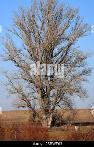 Un vieux peuplier puissant au bord d'un étang Banque D'Images