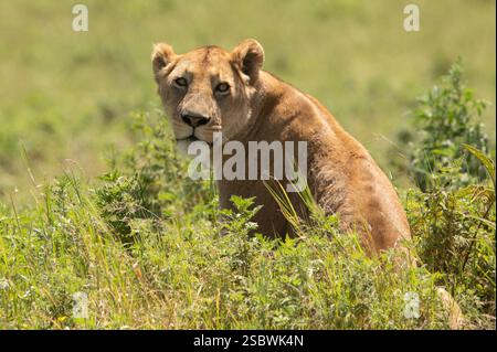 gros plan d'une lionne assise dans l'herbe en tournant la tête pour me regarder droit dans le cratère ngorongoro tanzanie Banque D'Images