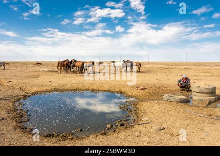 Chevaux sauvages buvant de l'eau d'une source dans le désert de la mer d'Aral, Ouzbékistan Banque D'Images