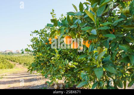 Oranges mûres suspendues à un arbre avec des feuilles vertes dans la lumière du soleil. Banque D'Images