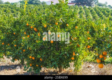 Orangers remplis de fruits mûrs poussant dans un verger ensoleillé. Banque D'Images