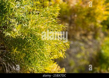 Gros plan de l'usine de Melaleuca linariifolia Banque D'Images