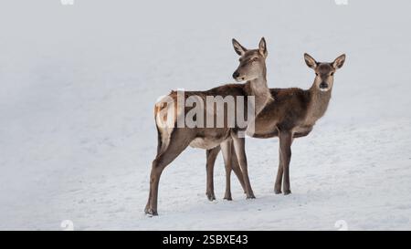 Une biche rouge (Cervus elaphus) avec un fauve dans la neige, fond blanc, espace copie, 16 :9 Banque D'Images