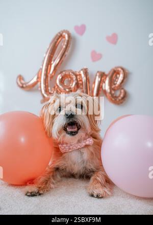 Un petit chien moelleux bronzé portant un noeud papillon Saint-Valentin repose sur le tapis entouré de ballons roses et un ballon qui dit amour en arrière-plan. Banque D'Images