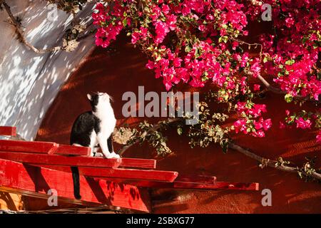 Un chat Tuxdedo noir et blanc est assis devant des fleurs de bougainvilliers rouges et blancs et regarde dans le soleil, Oia, Cyclades, Grèce Banque D'Images