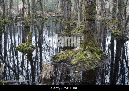 Forêt marécageuse d'Alder au début du printemps, avec un niveau d'eau élevé, Bottrop, région de la Ruhr, Rhénanie du Nord-Westphalie, Allemagne, Europe Banque D'Images