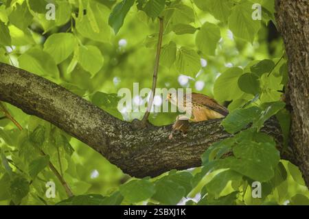 Une crécerelle commune (Falco tinnunculus) avec sa proie un hamster européen (Cricetus cricetus) est assis sur une branche d'arbre. Le hamster est toujours vivant Banque D'Images