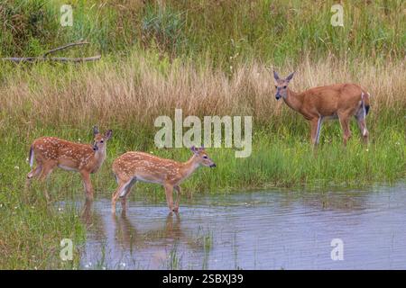 La biche à queue blanche et ses faons un soir d'été dans le nord du Wisconsin. Banque D'Images