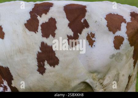 Motifs de vache. Un bétail frison Holstein qui paissait sur les pâturages alpins avec des érables, vallée de l'Eng, Autriche, Europe Banque D'Images