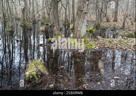 Forêt marécageuse d'Alder au début du printemps, avec un niveau d'eau élevé, Bottrop, région de la Ruhr, Rhénanie du Nord-Westphalie, Allemagne, Europe Banque D'Images