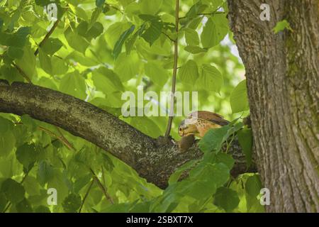 Une crécerelle commune (Falco tinnunculus) avec sa proie un hamster européen (Cricetus cricetus) est assis sur une branche d'arbre. Le hamster est toujours vivant Banque D'Images
