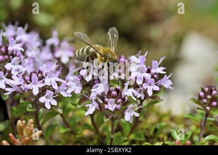 Abeille à miel (Apis mellifera), collecte du nectar sur thym sauvage (Thymus pulegioides), Suisse, Europe Banque D'Images