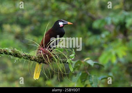 Montezuma Oropendola (Psarocolius Montezuma) perché sur une branche, Costa Rica, Amérique centrale Banque D'Images