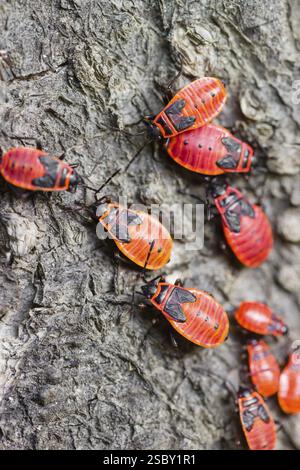 Un groupe de nymphes de type Firebug, Pyrrhocoris apterus, s'assoit sur l'écorce d'un arbre Banque D'Images