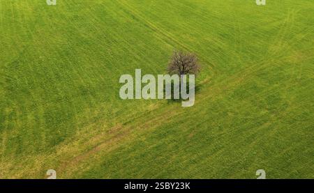 Image de drone, arbre fruitier unique debout dans un pré, Mondseeland, Salzkammergut, haute-Autriche, Autriche, Europe Banque D'Images