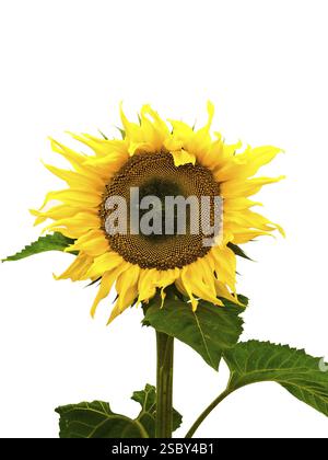 Jaune Big Nice tournesol sur fond blanc Banque D'Images