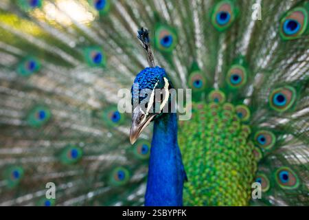 Une dinde, mâle, espèce, perle indienne, avec son plumage vertigineux de bleu et vert vif, déployée pour attirer les femelles Banque D'Images