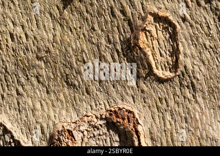 Texture de l'écorce d'un platane londonien , typique des parcs et jardins en Espagne Banque D'Images