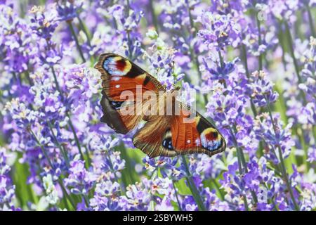 European Peacock Butterfly on Lavender Flowers Balchik, Bulgarie, Europe Banque D'Images