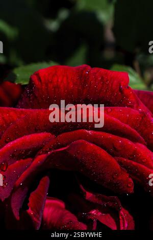 Belle floraison rose coloré avec de l'eau gouttes sur pétales Banque D'Images
