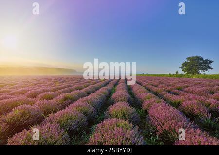 Lever du soleil sur le champ de lavande dans la matinée Aksakovo, Bulgarie, Europe Banque D'Images