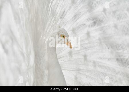 Gros plan Portrait de Peacock Blanc Varna, Bulgarie, Europe Banque D'Images