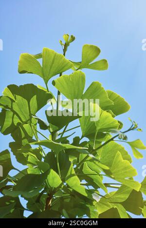 Feuilles vertes de Ginkgo Biloba contre le ciel Varna, Bulgarie, Europe Banque D'Images