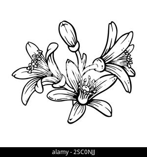 Fleurs et bourgeons d'agrumes. Illustration dessinée à la main de citron ou de mandarine fleurissant isolé sur fond blanc. Croquis à l'encre dans le style de gravure Illustration de Vecteur