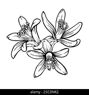 Composition de fleurs d'agrumes. Illustration dessinée à la main de citron ou de mandarine fleurissant isolé sur fond blanc. Croquis à l'encre dans le style de gravure Illustration de Vecteur