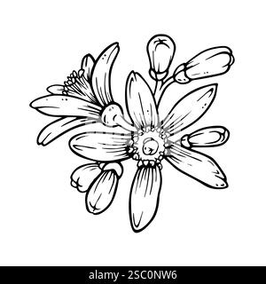 Composition simple de fleurs d'agrumes et de bourgeons. Fleur de citron ou de mandarine isolée sur blanc. Croquis d'encre de citron dans le style de gravure pour la conception de printemps Illustration de Vecteur