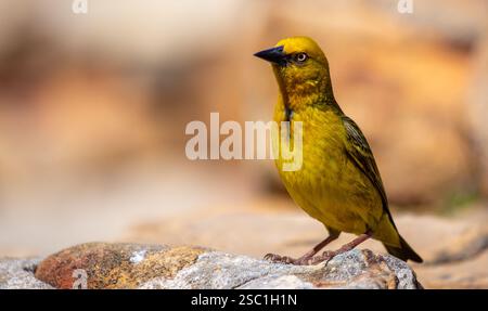 Gros plan du tisserand jaune du cap (Ploceus capensis) vu dans le Cederberg dans le Cap occidental de l'Afrique du Sud Banque D'Images