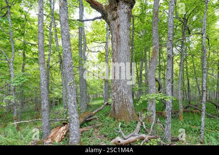 Vieille forêt de chênes naturels en été à Raasepori, au sud-ouest de la Finlande Banque D'Images