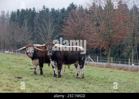 Deux curieux bovins écossais Highland dans une prairie à côté d'une forêt un jour gris d'hiver Banque D'Images