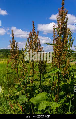 Une partie d'un buisson de sorrel Rumex confertus poussant dans la nature avec des graines sèches sur la tige. Banque D'Images