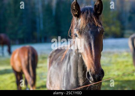 Portrait d'un cheval brun avec un cheval de couleur plus claire dans le fond flou. Gros plan de la tête et du cou du cheval. Équestre ou sur le thème des animaux i Banque D'Images