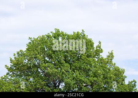 vieux chêne solitaire dans le champ Banque D'Images