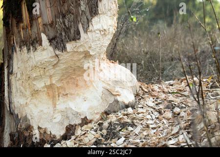 un castor a blanchi la moitié du diamètre d'un tronc d'arbre épais. un tas de sciure de bois fraîche dispersée sur le sol Banque D'Images