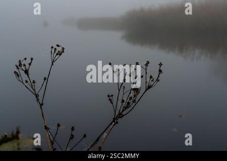 l'herbier contre la toile de fond d'une rivière dans le brouillard est entrelacé avec des toiles d'araignée avec de la rosée Banque D'Images