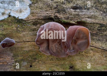 Champignon Auricularia auricula-judae sur le bois. Connu sous le nom de Jelly Ear. Champignons bruns comestibles dans les forêts à feuilles caduques. Banque D'Images